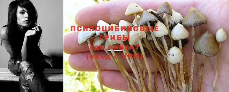 Галлюциногенные грибы GOLDEN TEACHER  купить наркотики сайты  Николаевск 